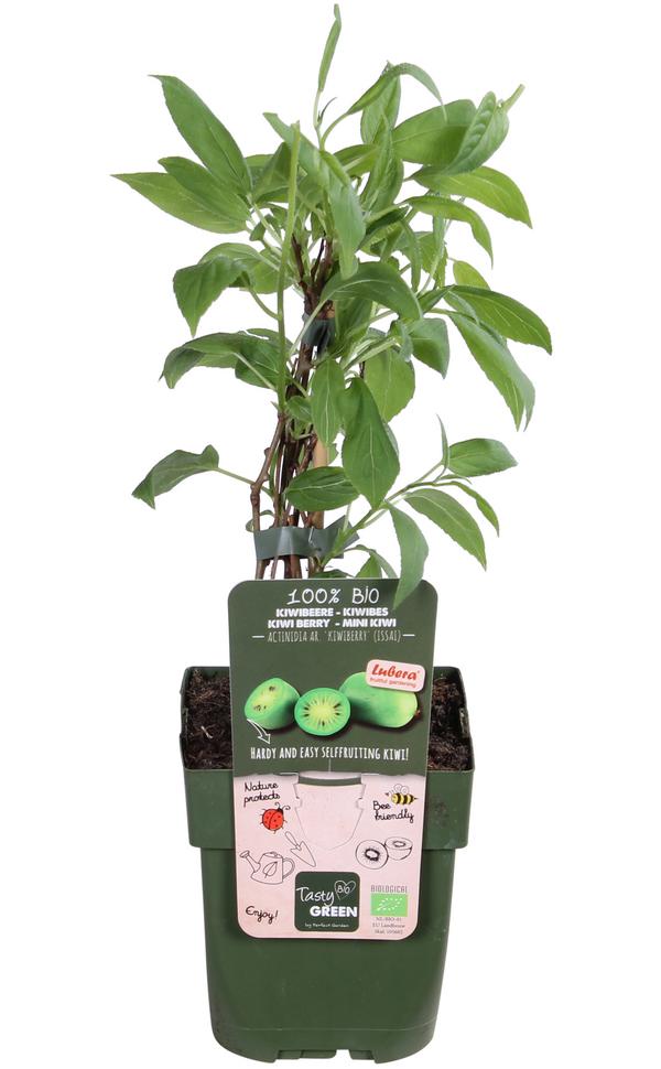 Bio Kiwi 'Issai'