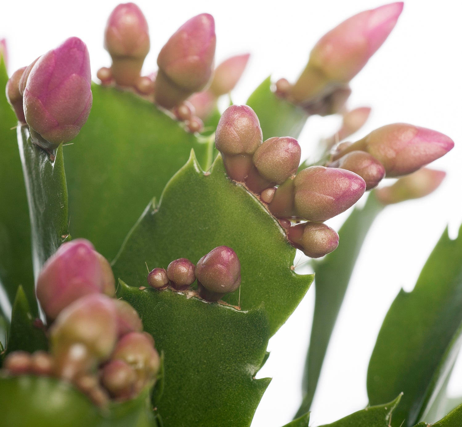 Lidcactus (Schlumbergera) roze D 13 H 35 cm