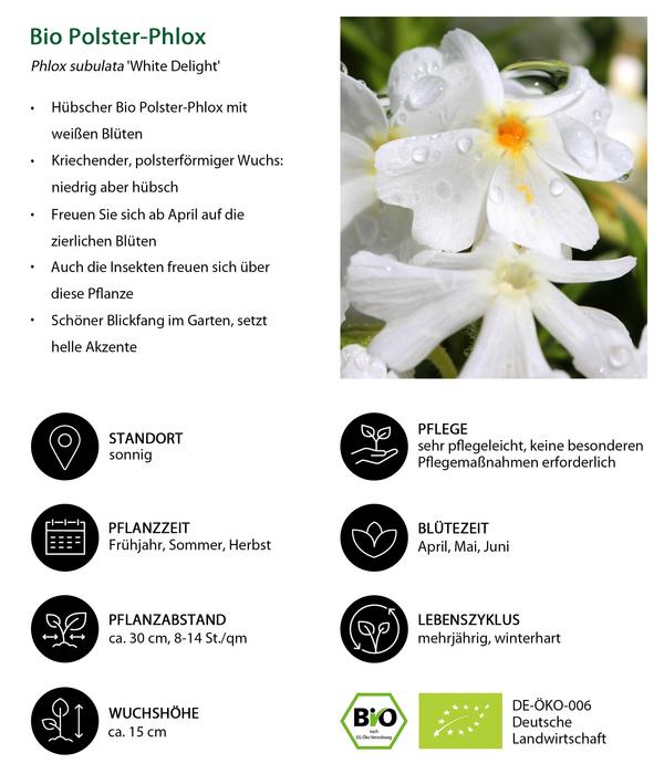 Bio Polster-Phlox 'White Delight'