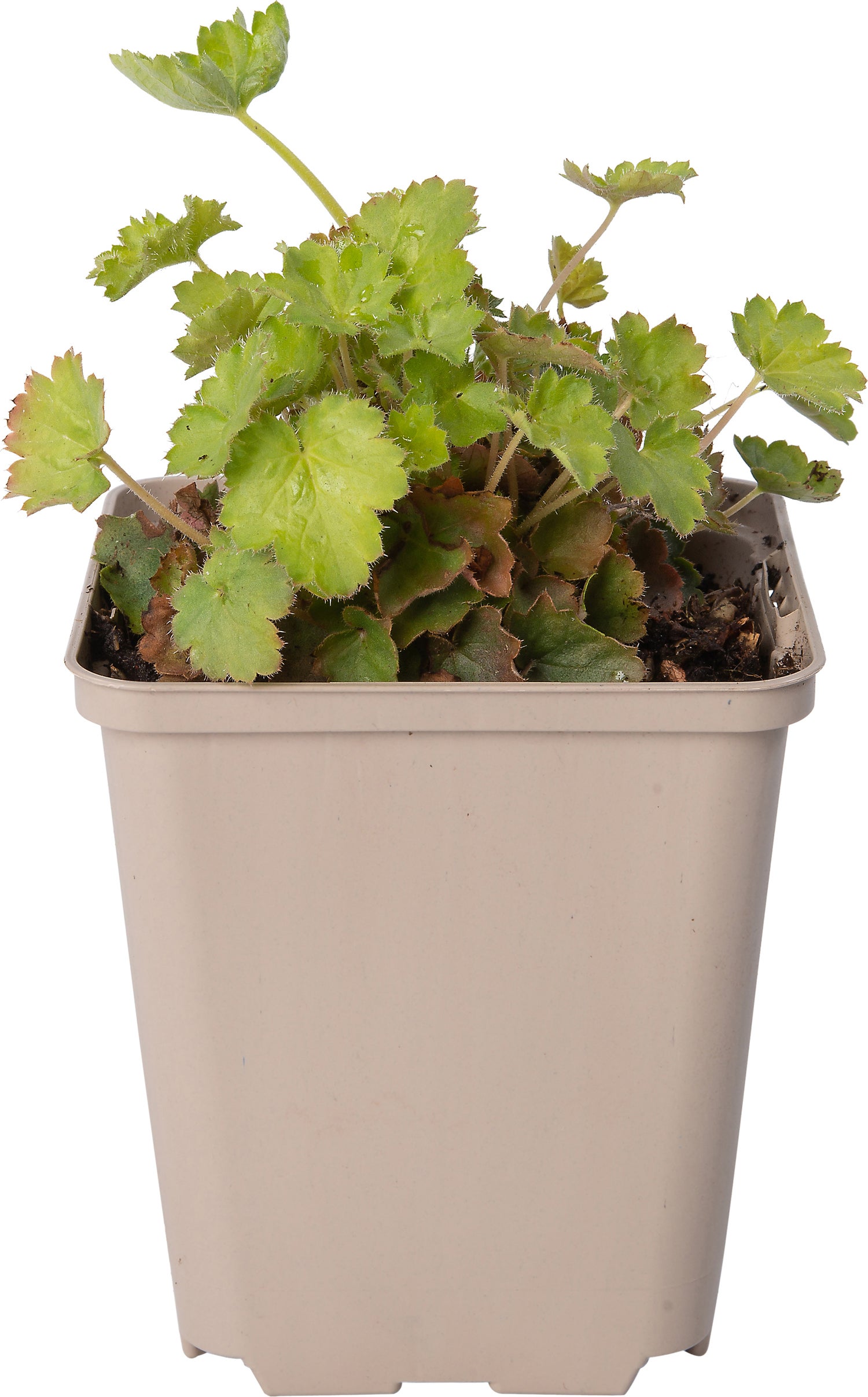 Purperklokje (Heuchera sanguinea 'Leuchtkäfer') D 9 H 10 cm