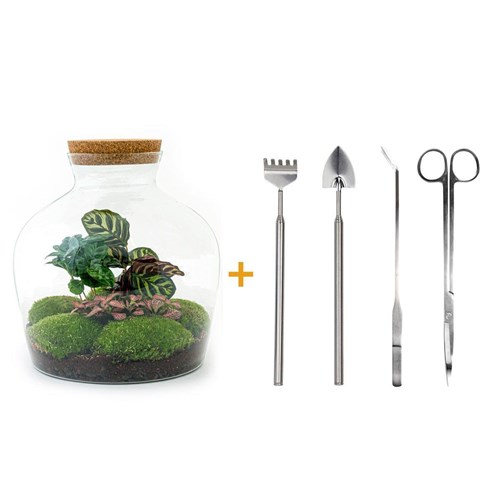 Kit terrarium diy - joy