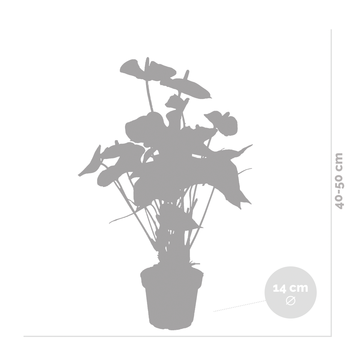 2x anthurium aristo orange - flamingo plant - facile d'entretien - ⌀14 cm - ↕45-55 cm