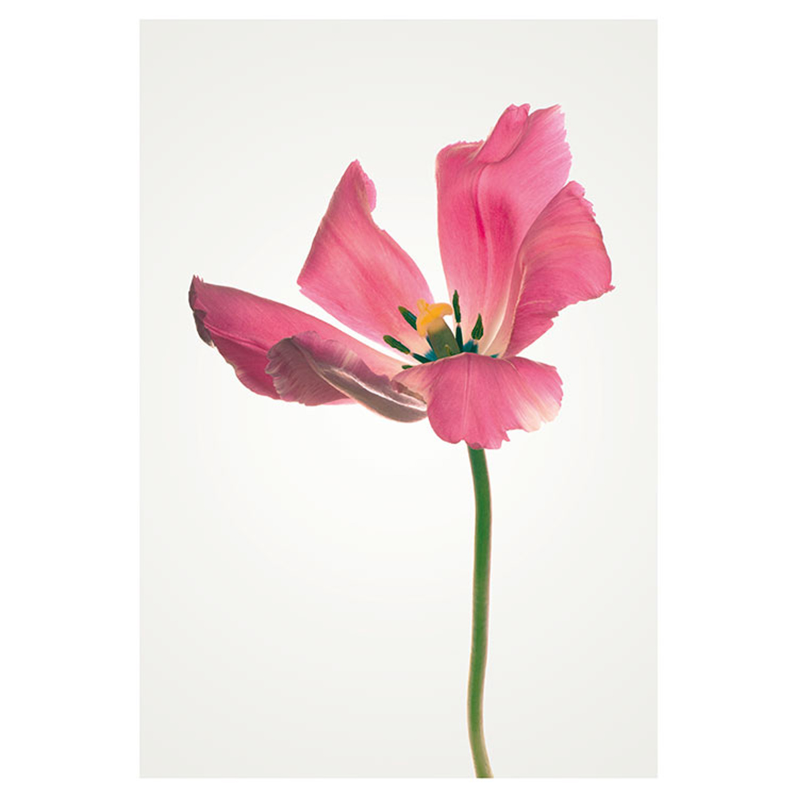 Wandbild TULIP - rosa-grün-gelb - 50x70 cm