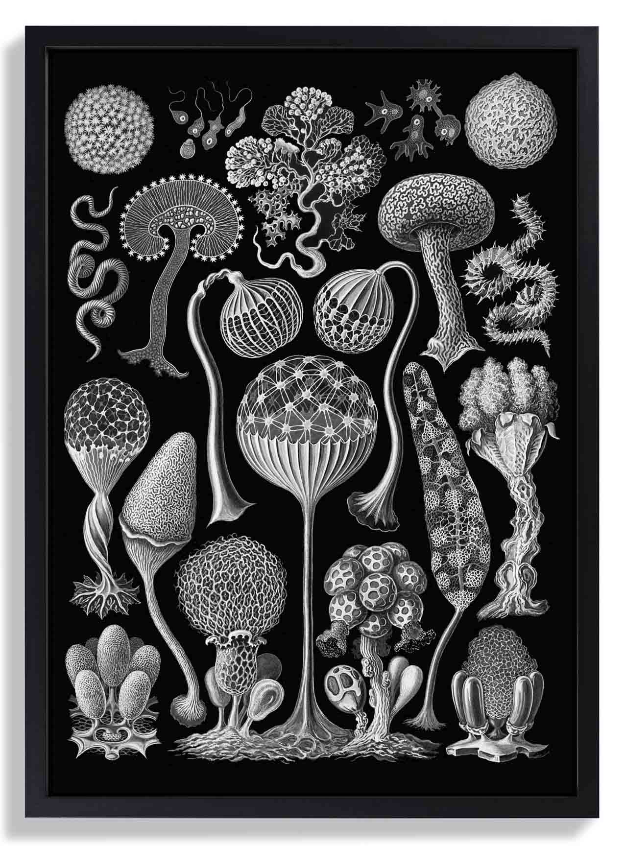 Mycetozoa von Ernest Haeckel