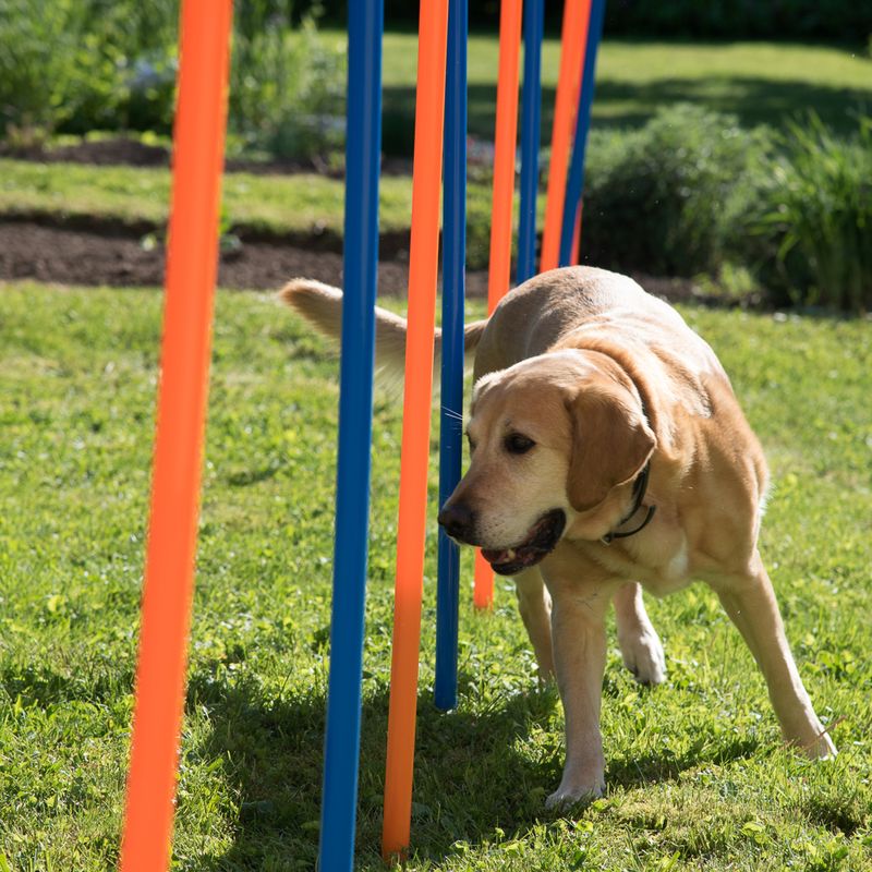 Piquets de slalom Agility à prix discount sur bitiba.fr