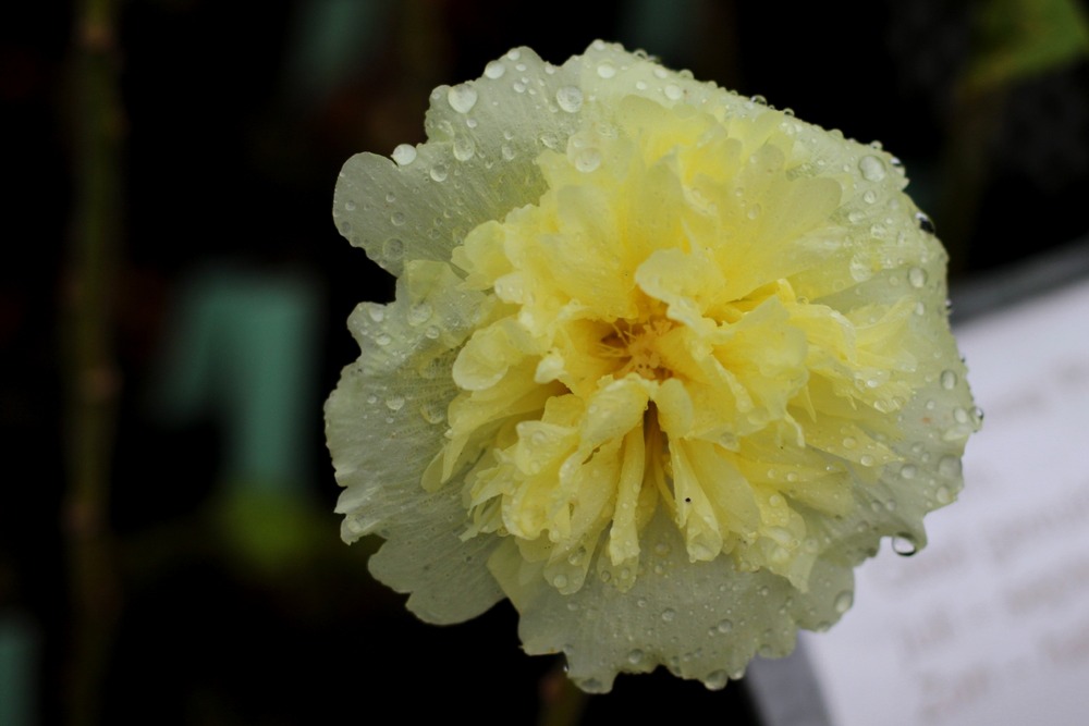 Mélange de roses trémières - 100 graines - alcea rosea