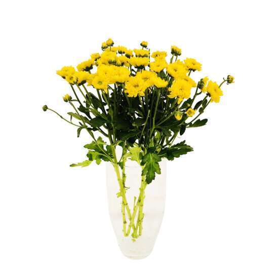 Botte de Chrysanthèmes Santini - 5 tiges : coloris variables