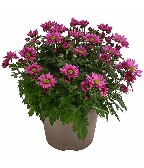 Chrysantheme 'Swifty', ca. 20-30 cm,
