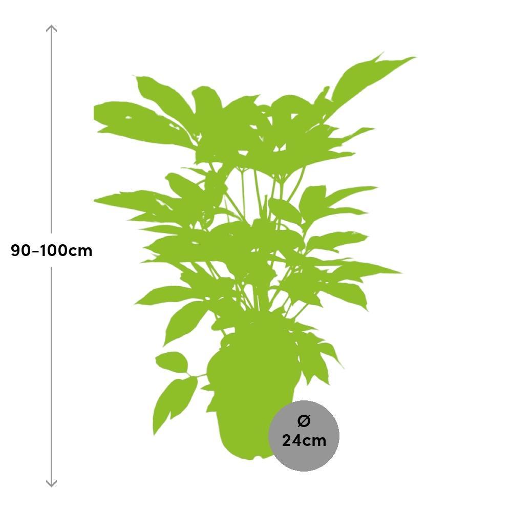 Plante d'intérieur - schefflera actinophylla 'amate' 100.0cm