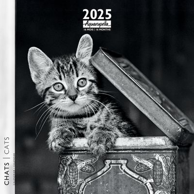 Calendrier mensuel 30x30 cm - 16 mois - Chats N&B