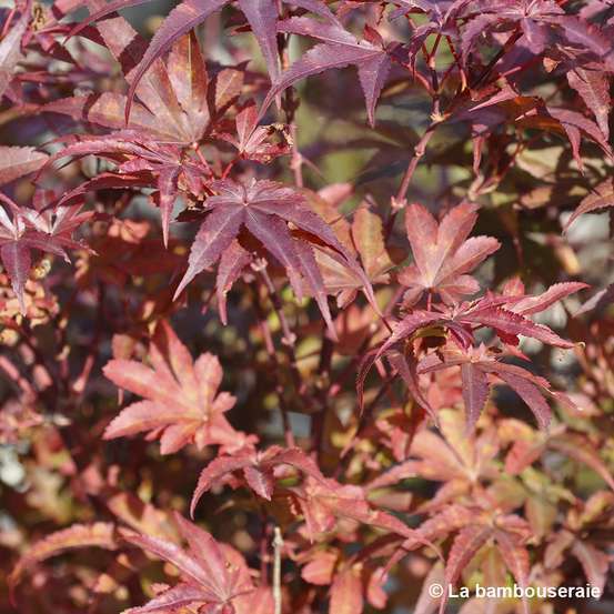 Acer palmatum Skeeter's Broom :C7L h.60/80cm