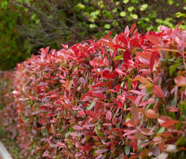 Glanzmispel 'Carré Rouge'