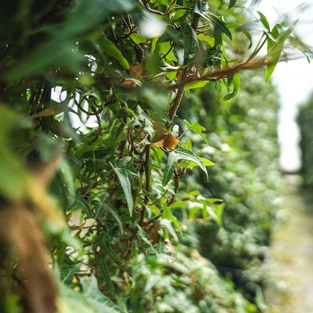 Lierre commun sagittifolia - hedera helix 3l