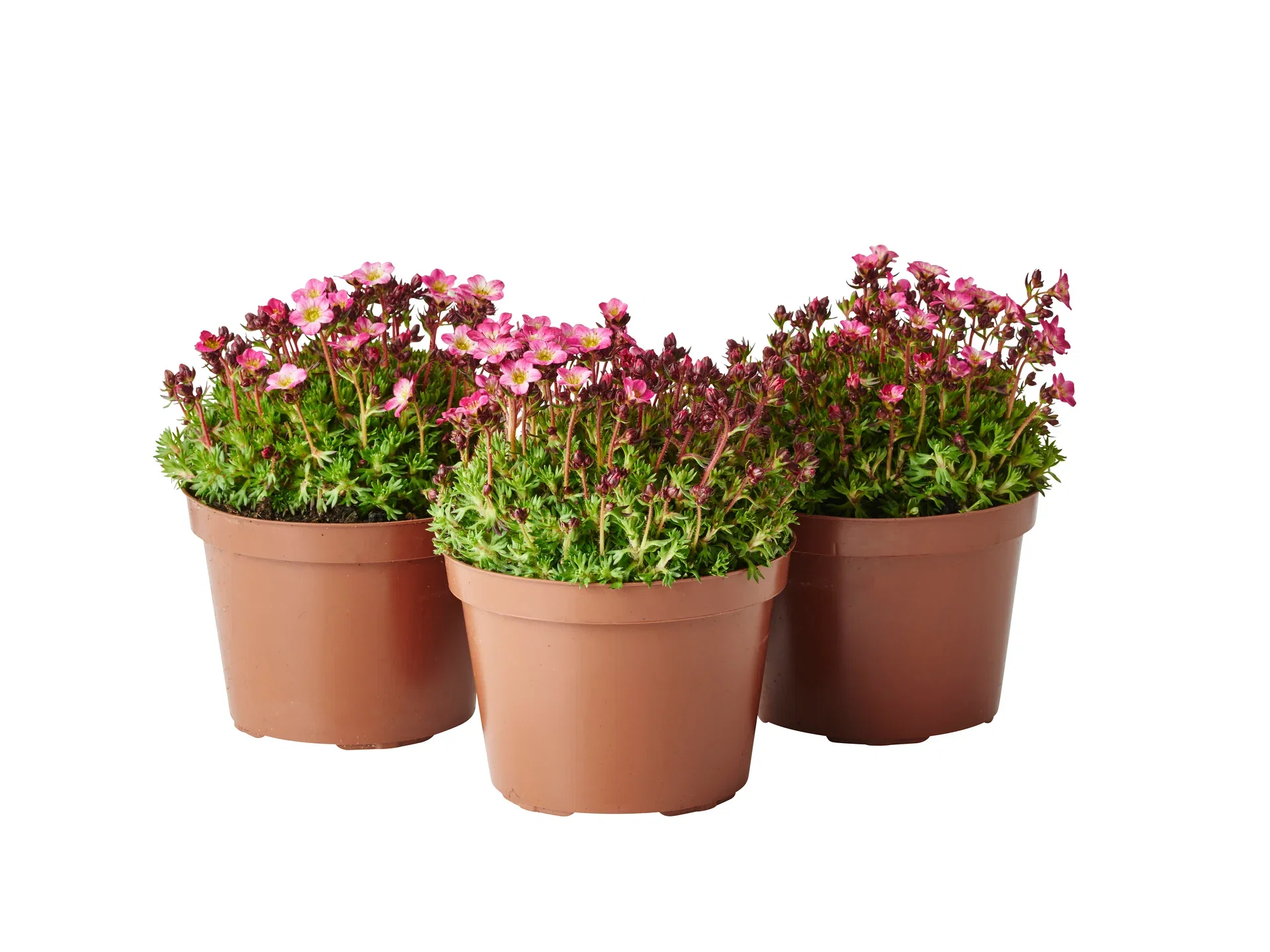 Saxifraga x arendsii Hagesildre miks Ø12 cm