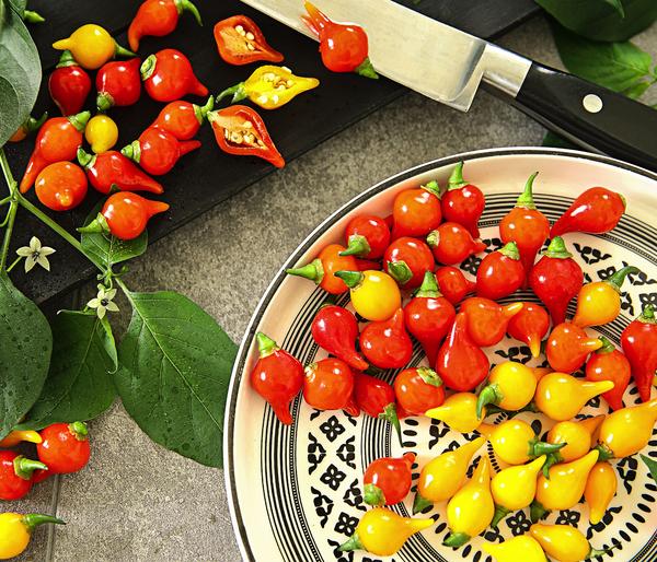 Peperoni 'Edler Tropfen', verschiedene Farben