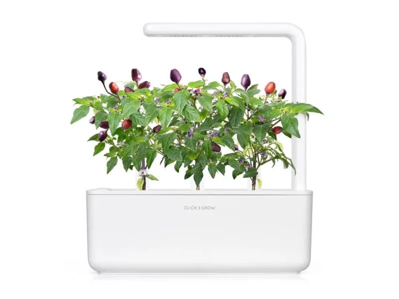 Click and Grow refill purpurowe chili 3-pak