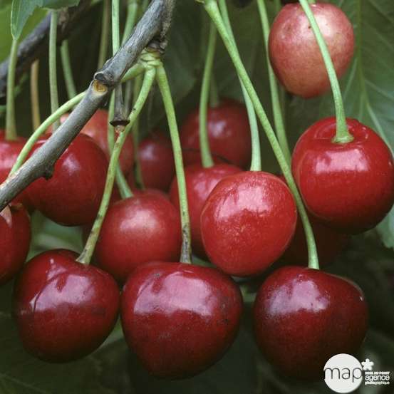 Cerisier Bigarreau Marmotte, Label Rouge : pot 12L - Gobelet 3 ans