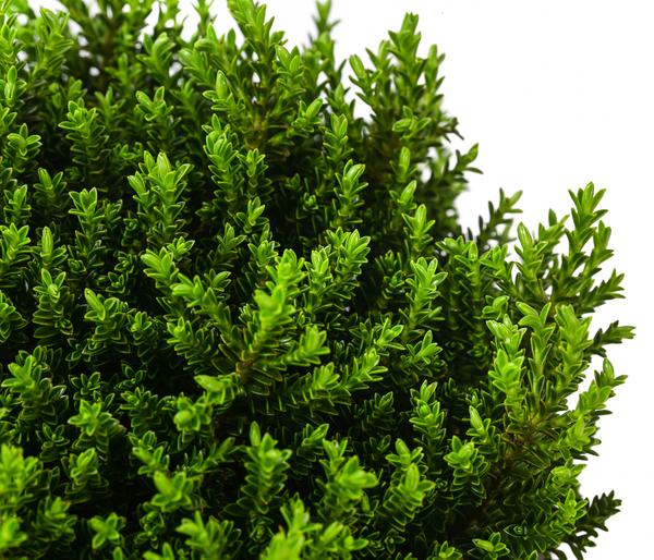 Strauchveronika 'Green Globe'