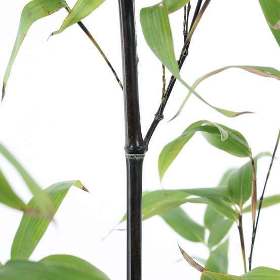 Bambou moyen phyllostachys nigra: pot de 3 litres