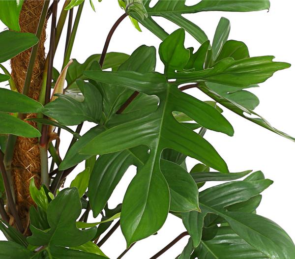 Baumfreund - Philodendron pedatum