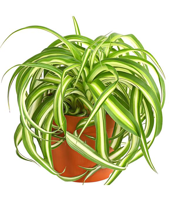 Grünlilie - Chlorophytum comosum 'Bonnie'
