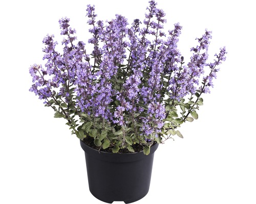 Kattenkruid Nepeta x faassenii 'Purrsian Blue' H 10-25 cm Co 3 L