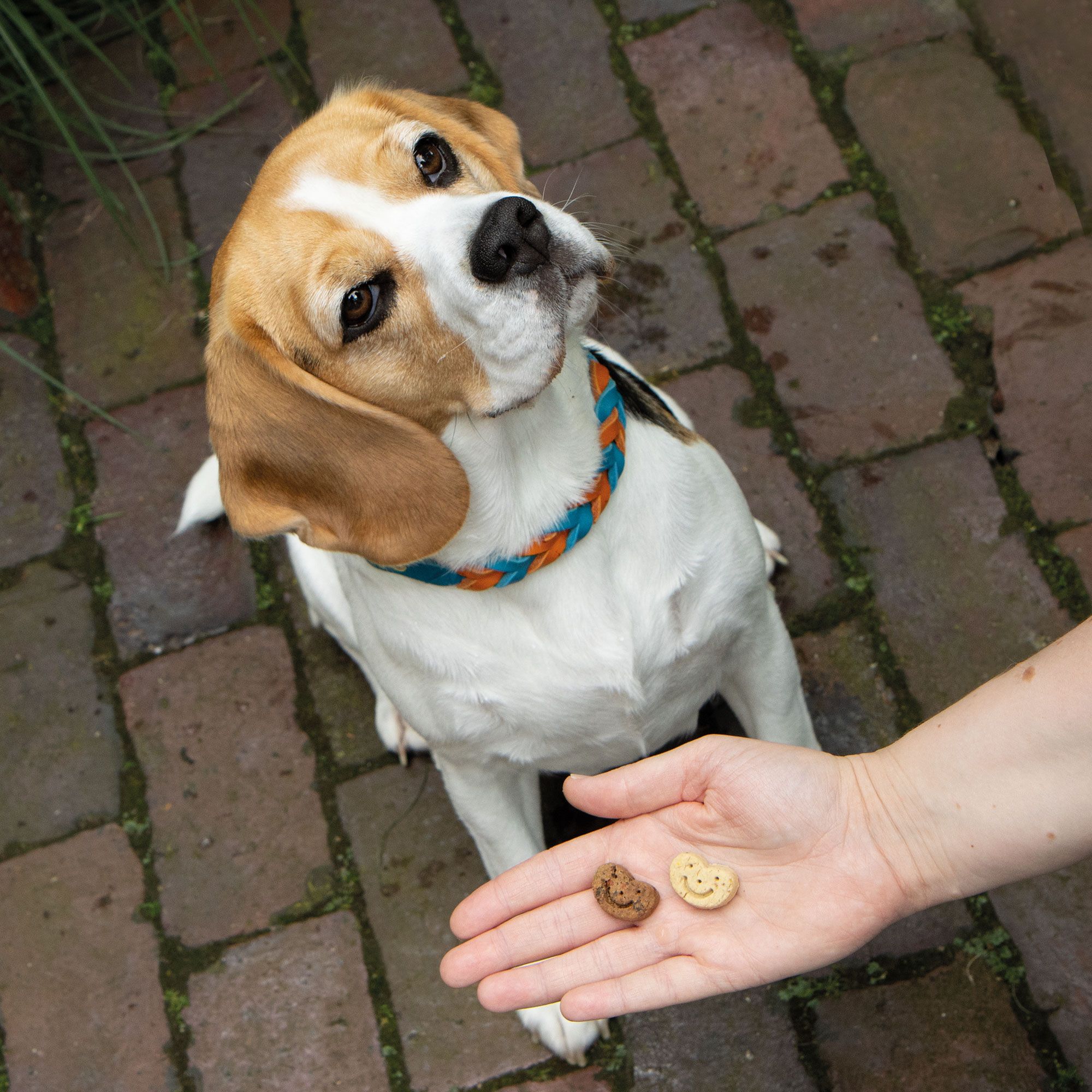 Schecker Hundekekse - Hundekuchen Smileys