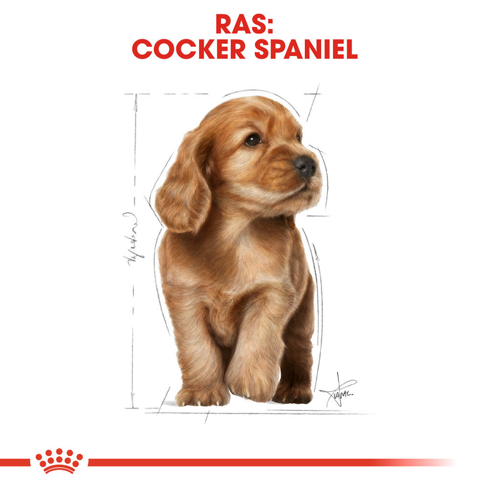 Royal Canin Cocker Puppy - Hondenvoer