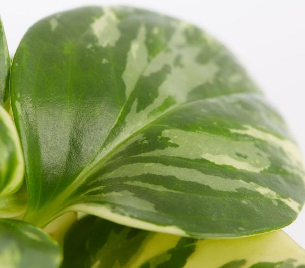 Peperomie - Peperomia obtusifolia variegata