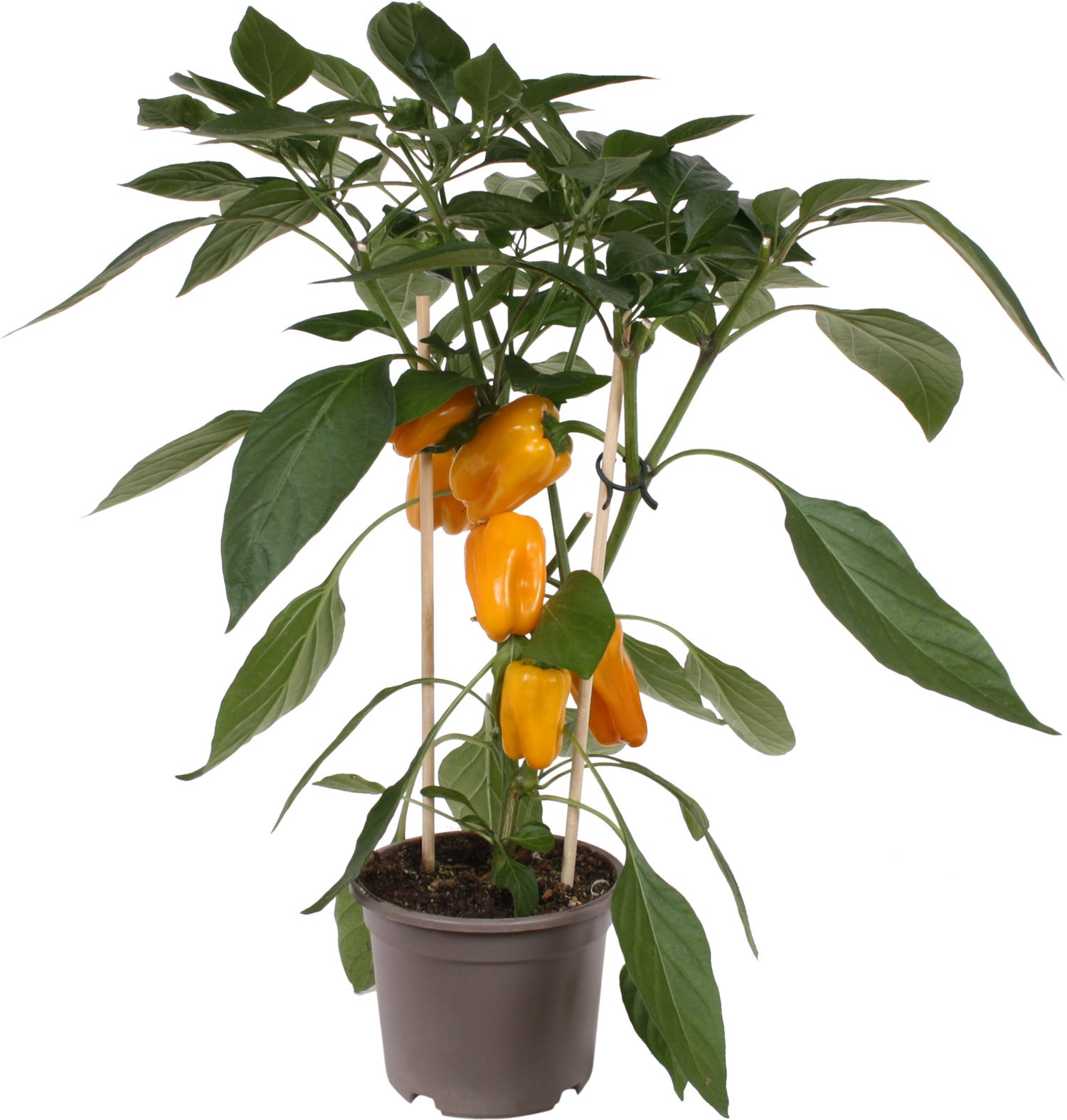 Pick-&-Joy Plukpaprika geel (Capsicuum Anuum) D 14 H 40 cm
