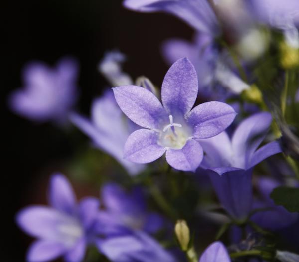 Bio Polster-Glockenblume