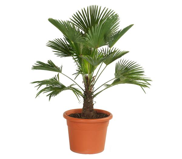 Wagners Hanfpalme