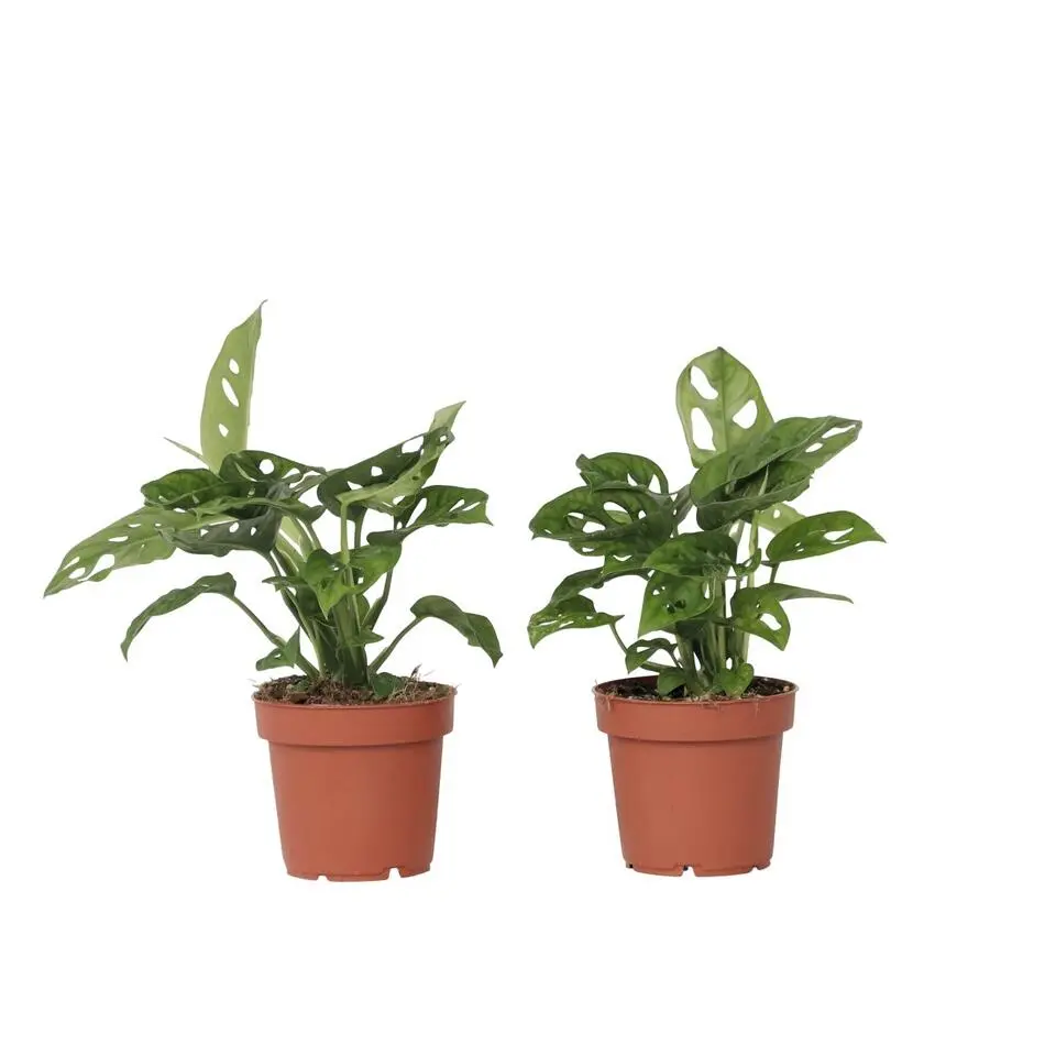 Apenmasker - Set van 2 - Monstera 'Monkey Mask' - Hoogte 25-30cm - ⌀12cm