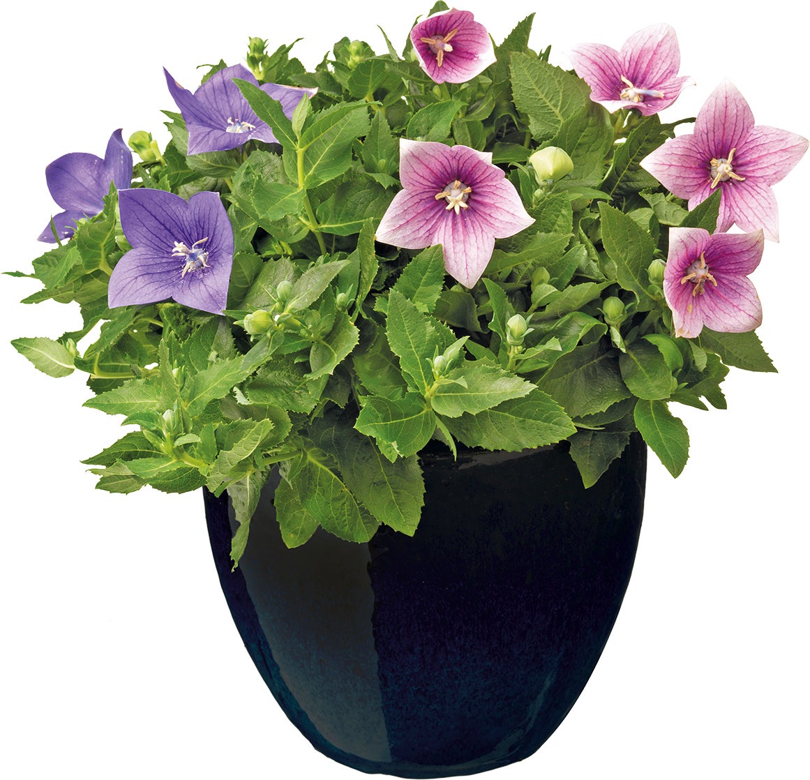 Mega Collections bloempot zwart D 22 H 21 cm