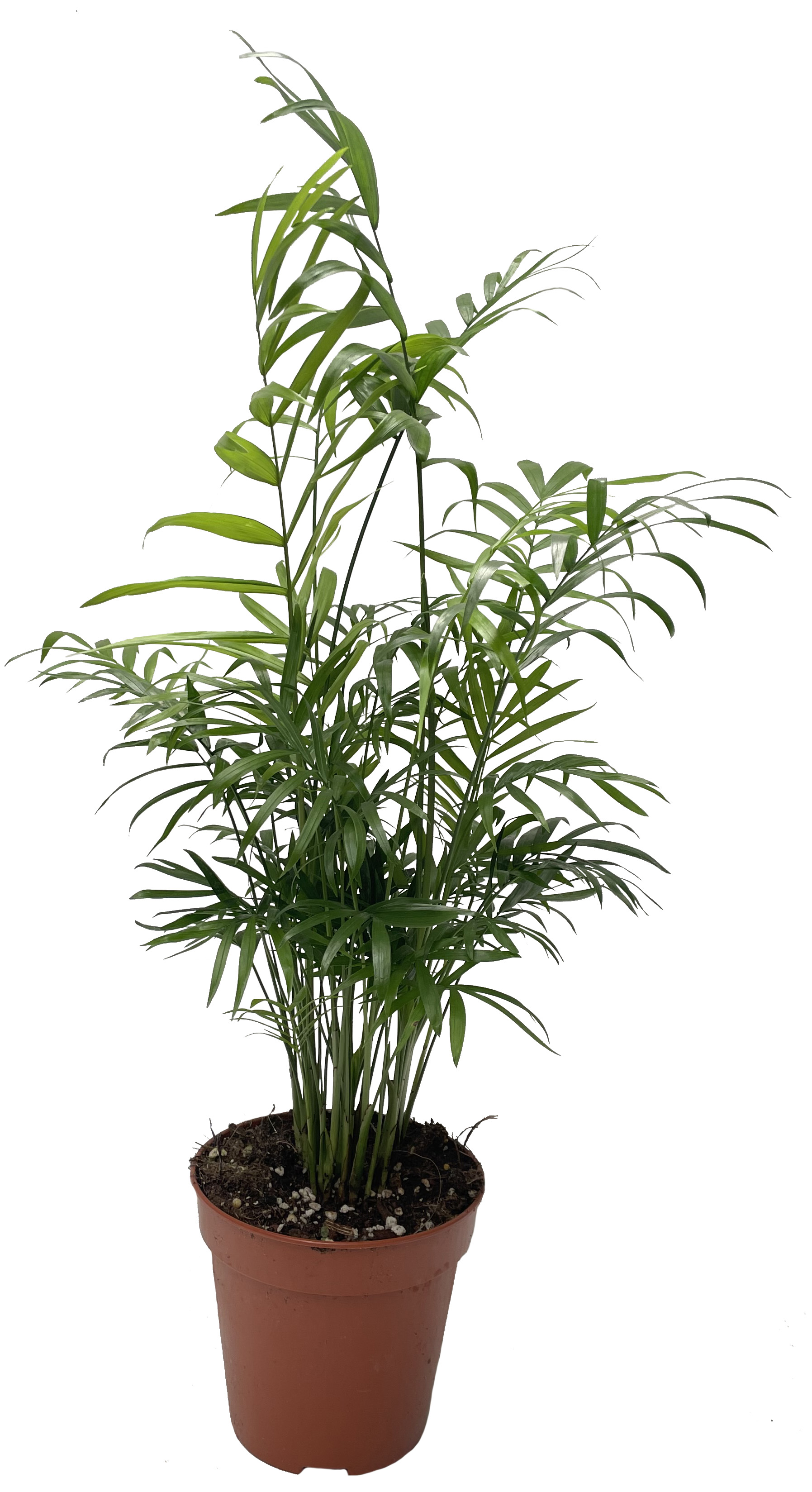 Chamaedorea pot 9cm