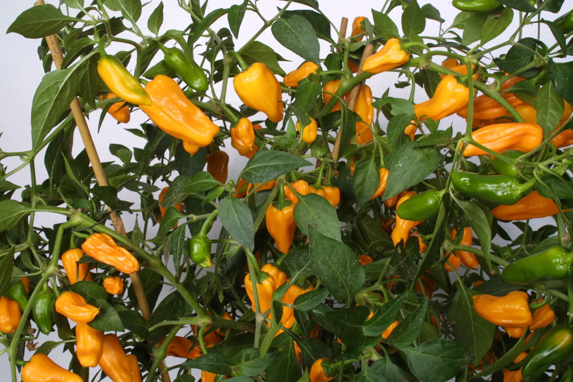 All Nature Capsicum Chili 'Cheyenne' 10,5 cm Chili 'Cheyenne' Ø10,5 cm