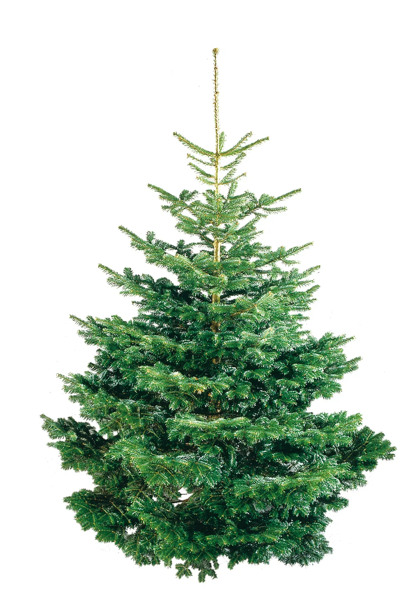 Abies nordmanniana Edelgran Excellent 190-220 cm Høyde 190-220 cm