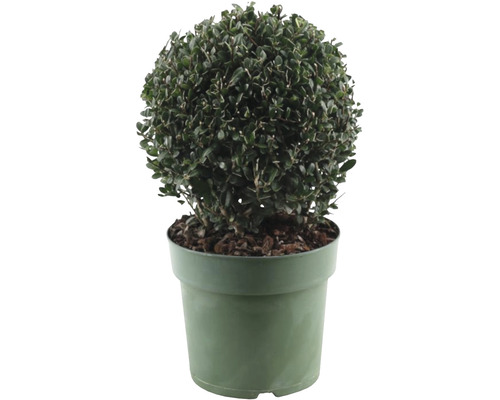 Bergilex bol FloraSelf Ilex crenata 'Jenny', diameter ca. 20 cm, 2,5 L container, vrouwelijke variëteit