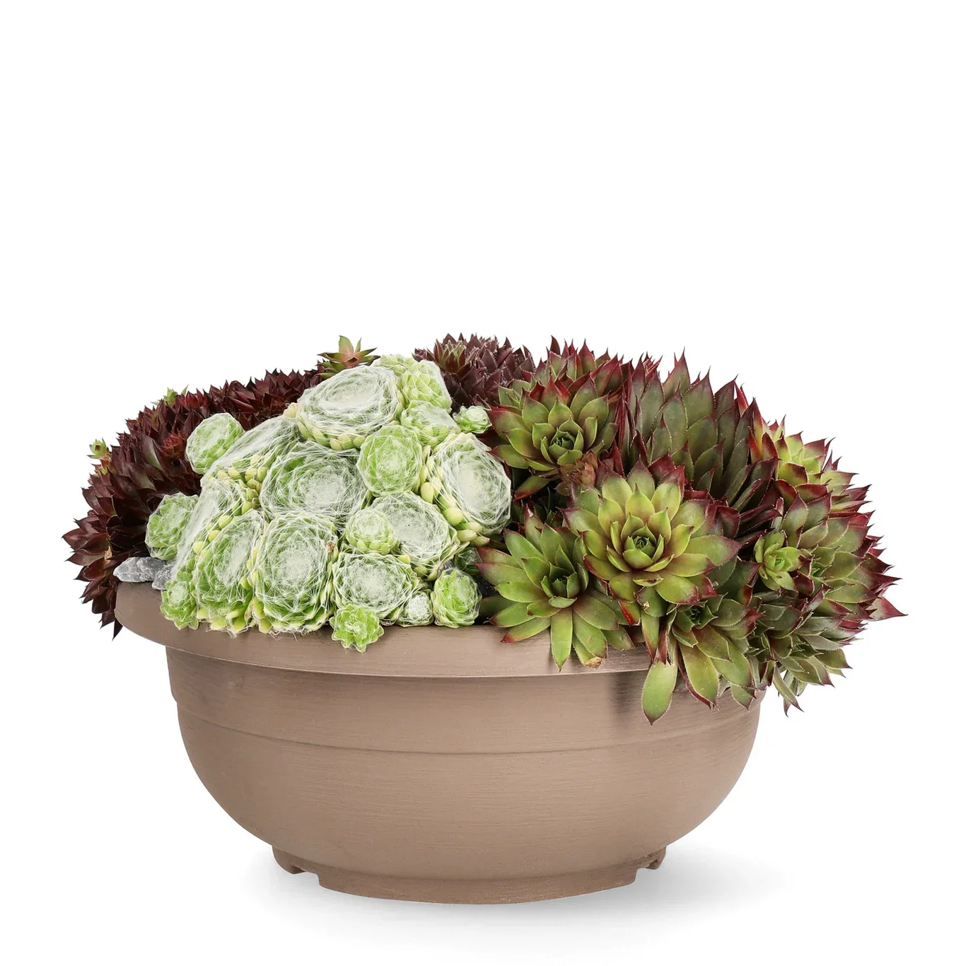 Sempervivum mix Takløk miks i skål Ø25 cm