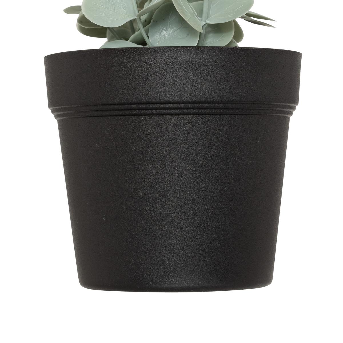EUCALYPTUS EN POT MERLY H.51CM