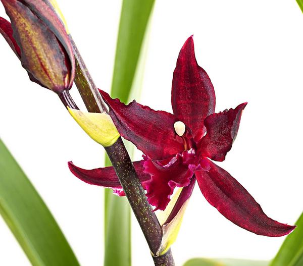 Tiger-Orchidee - Colmanara cultivars 'Massai'