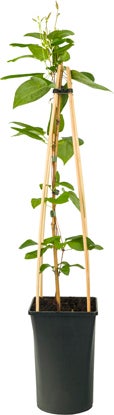 Bosrank (Clematis 'Star of India') D 16 H 75 cm