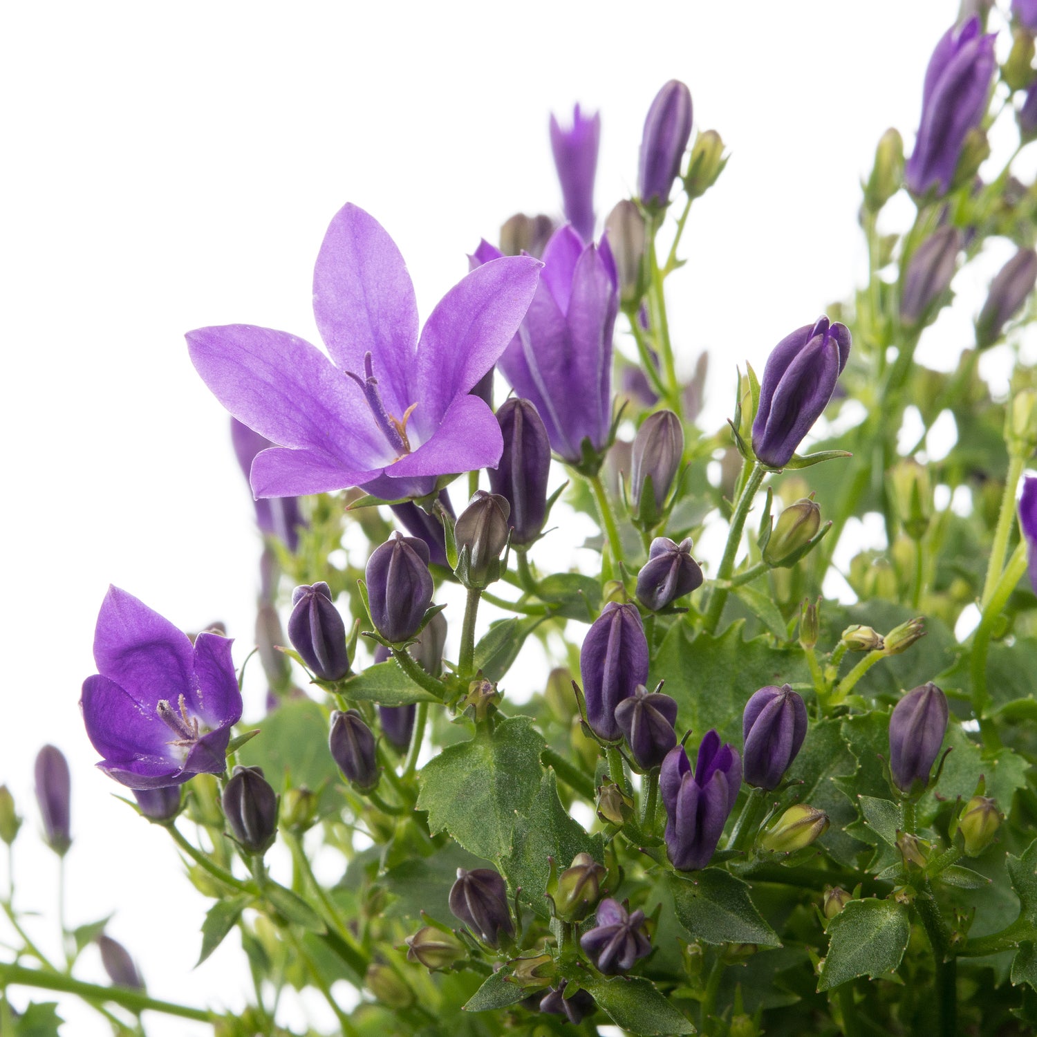 Klokjesbloem (Campanula portenschlagiana 'Ambella Purple') D 12 H 25 cm