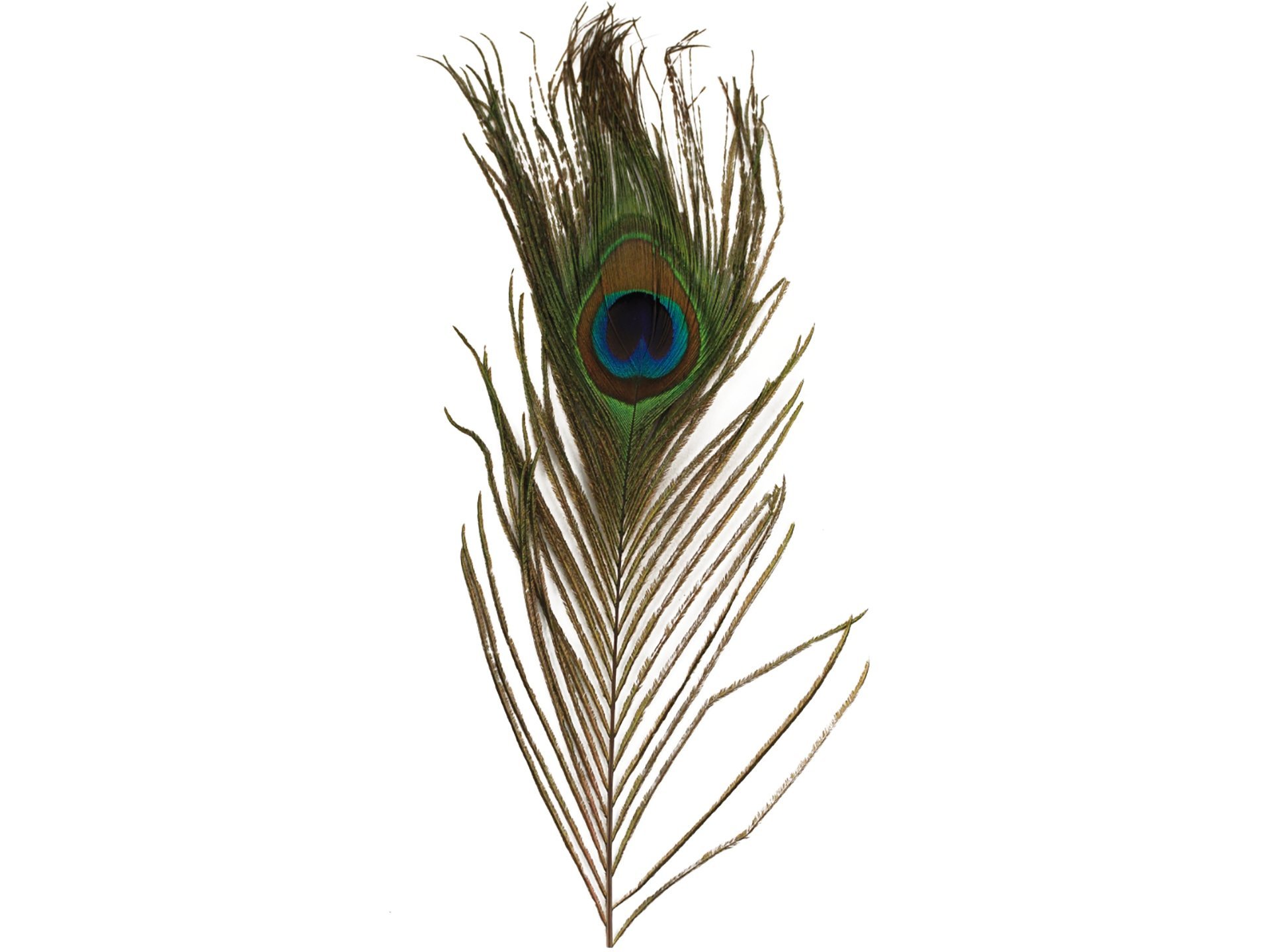 Pfauenfedern