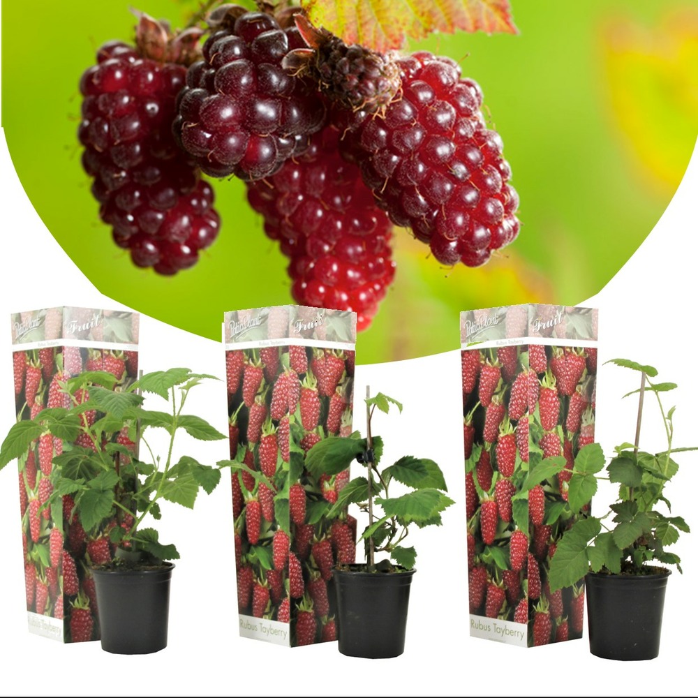 Rubus tayberry - set de 3 - plante de jardin - mûre - pot 9cm - hauteur 25-40cm