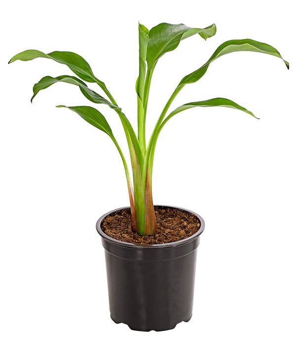 Goldene Lotusbanane - Musella lasiocarpa