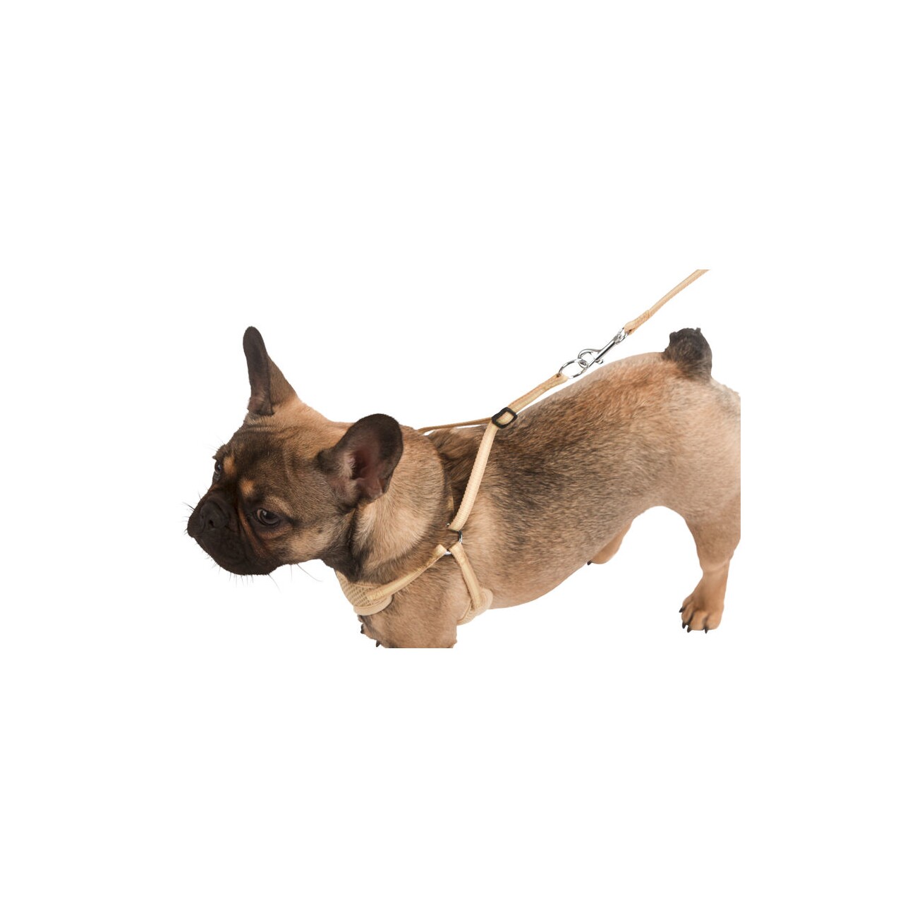 Kerbl Welpengeschirr mit Leine beige 24 - 44 cm/10 mm