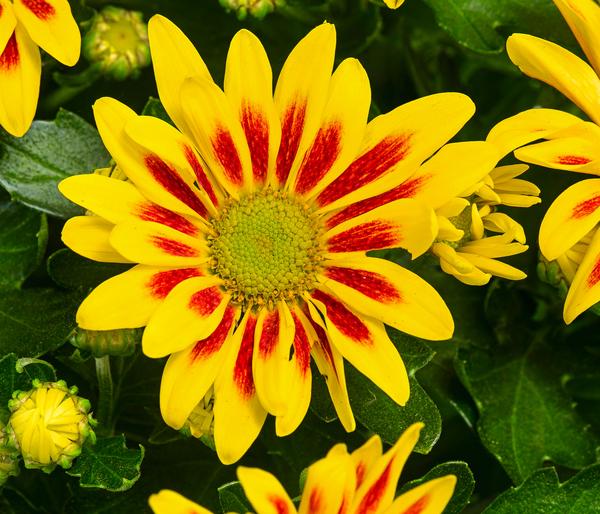 Chrysantheme 'Lake Worth'