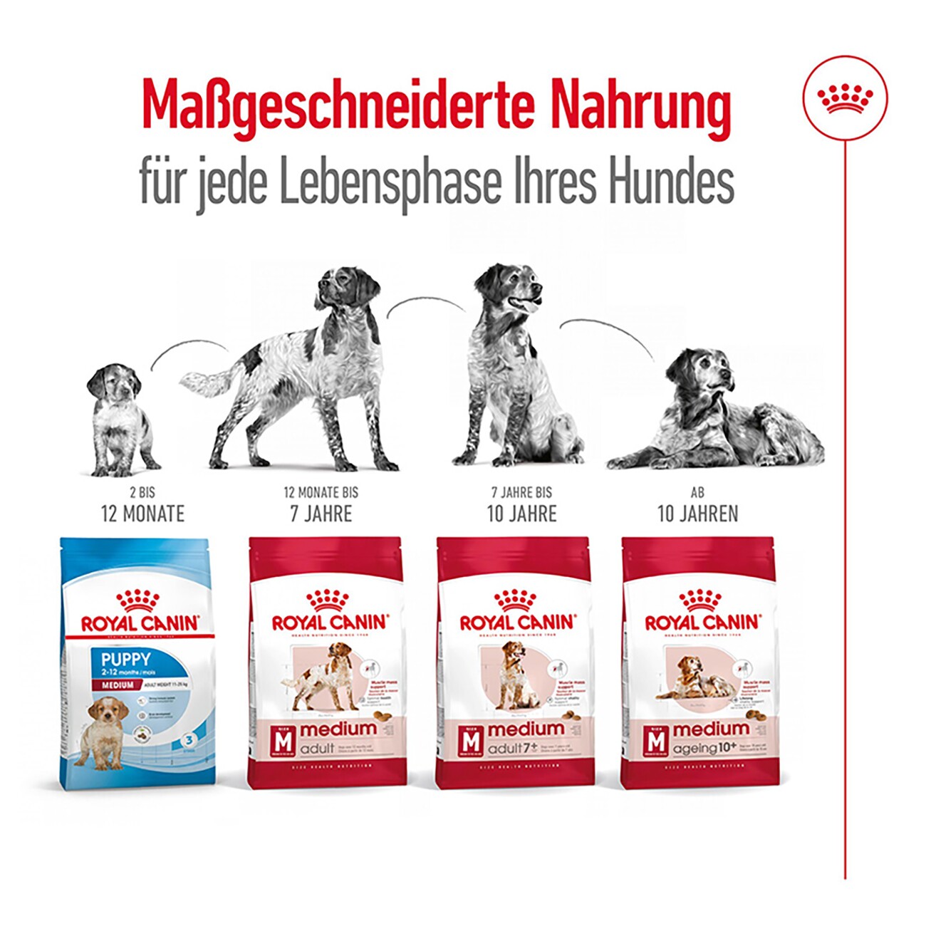 ROYAL CANIN Medium Ageing 10+ 3 kg