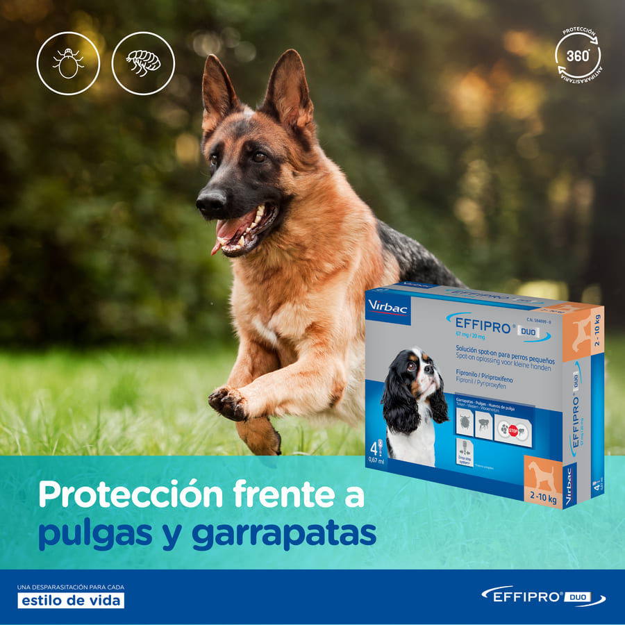 Pipetas antiparasitárias Effipro Duo para cães